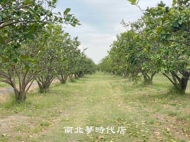 台南麻豆農地-2