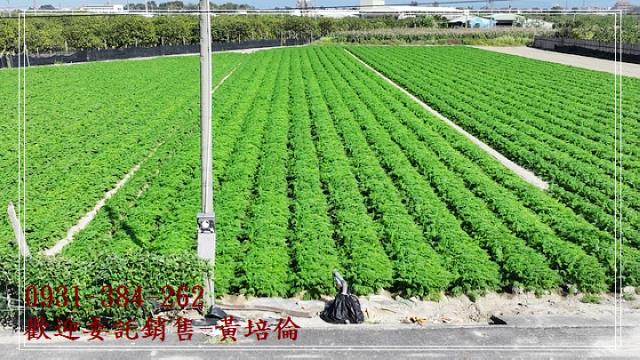 591黃培倫591