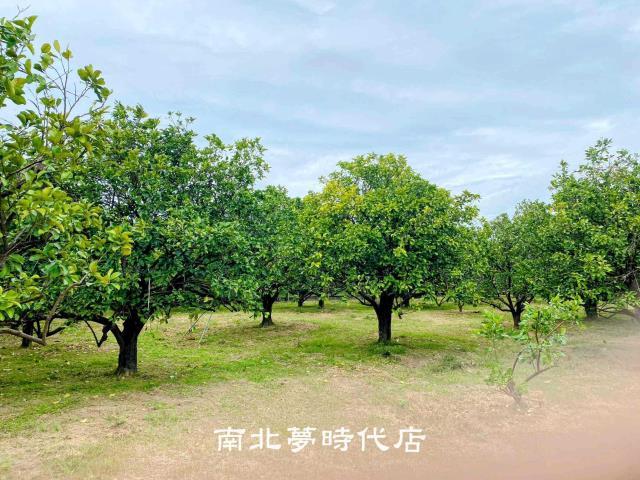 麻豆農地-3