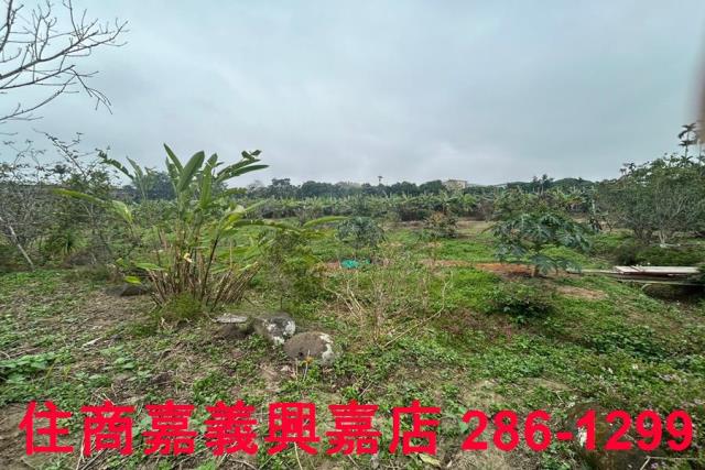 中埔農地-8