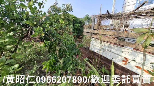 佳里農地-7