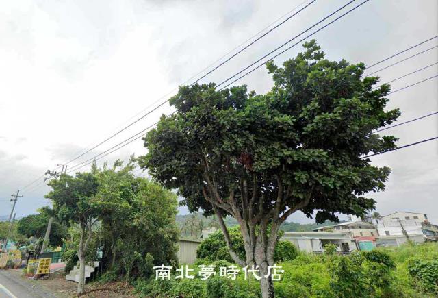 玉井農地-5