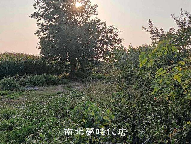 佳里農地-6