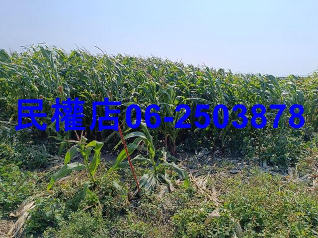 台南學甲農地-11