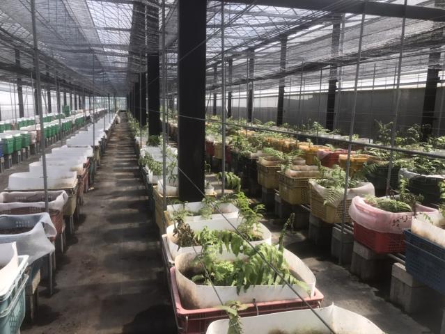 太平農地-3