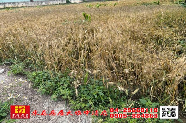 台中大雅農地-3
