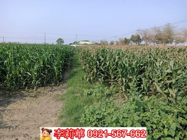 下營農地-13