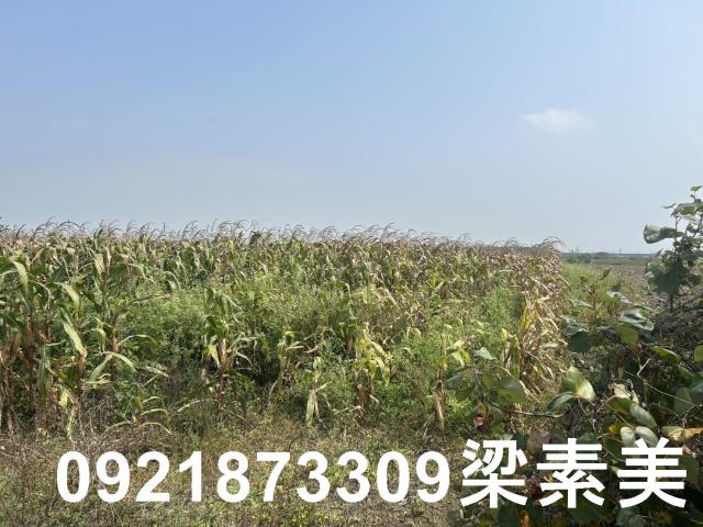 善化農地-1