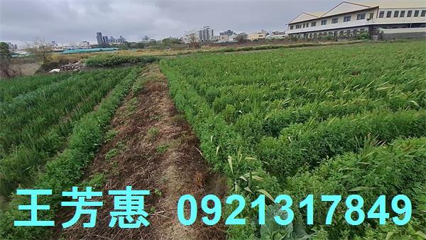 台中農地-2