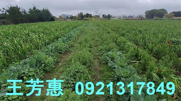 台中農地-3