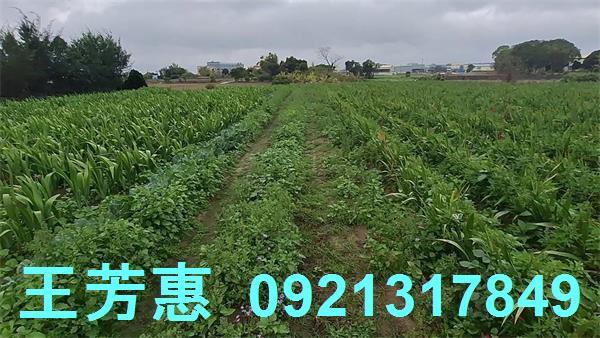 台中農地-4