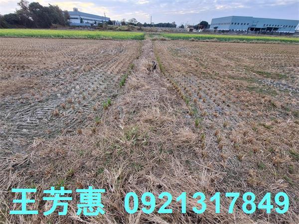 台中后里農地-1