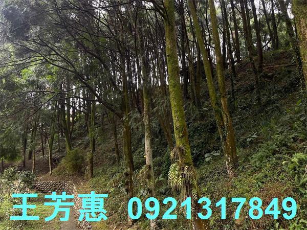 台中東勢農地-10