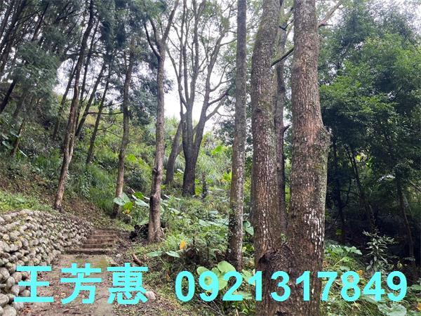 台中東勢農地-4