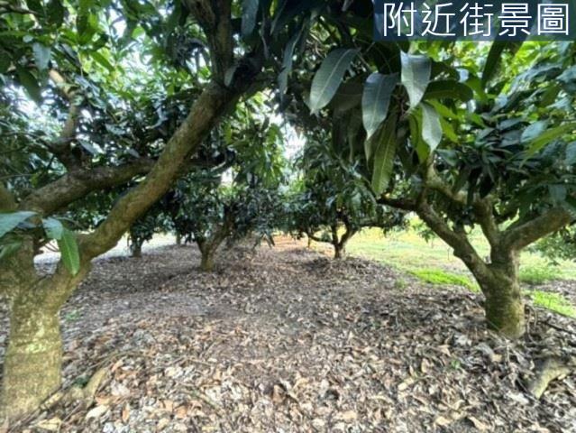 楠西農地-13