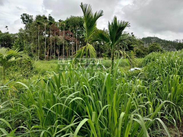 中埔農地-2