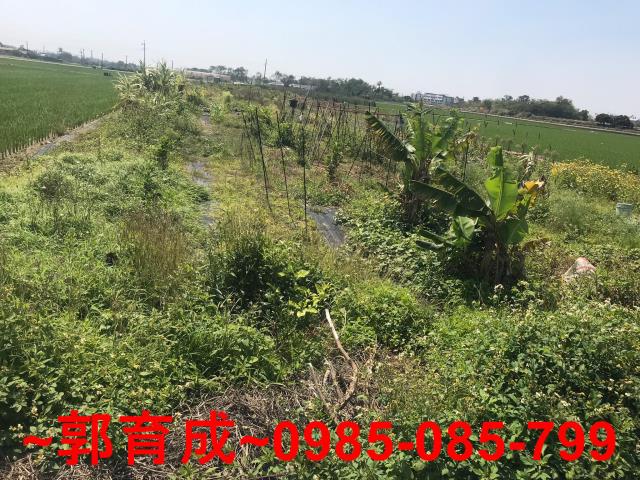 水上農地-3