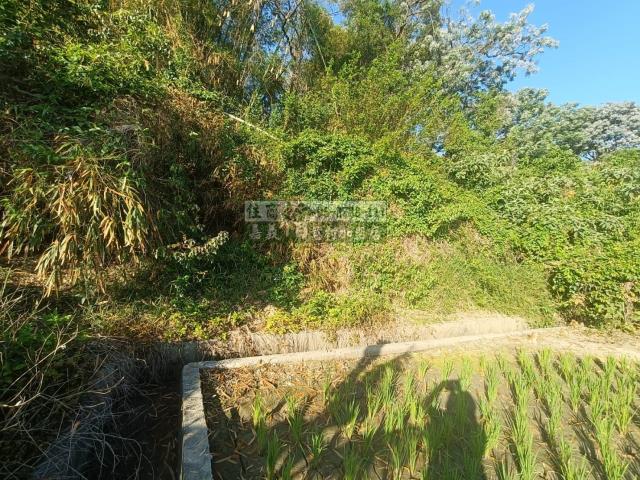 嘉義農地-4