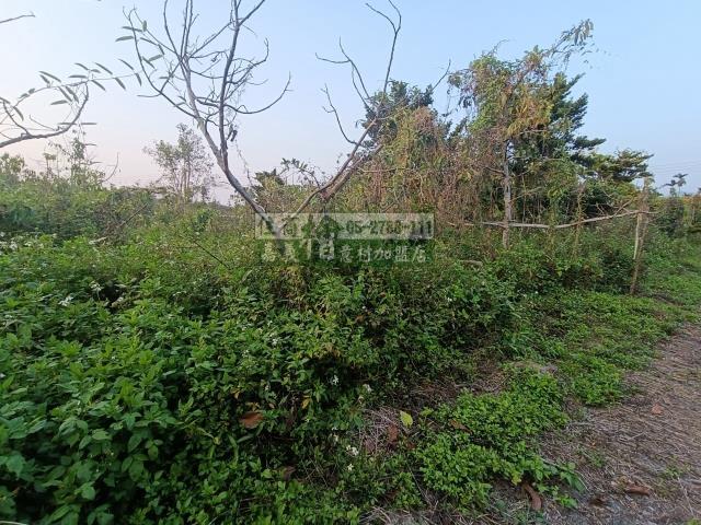 中埔農地-5