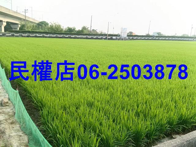 台南六甲農地-6