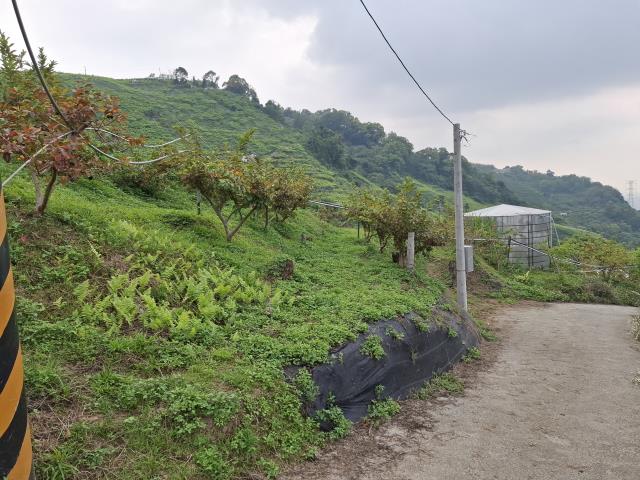 東勢農地-15