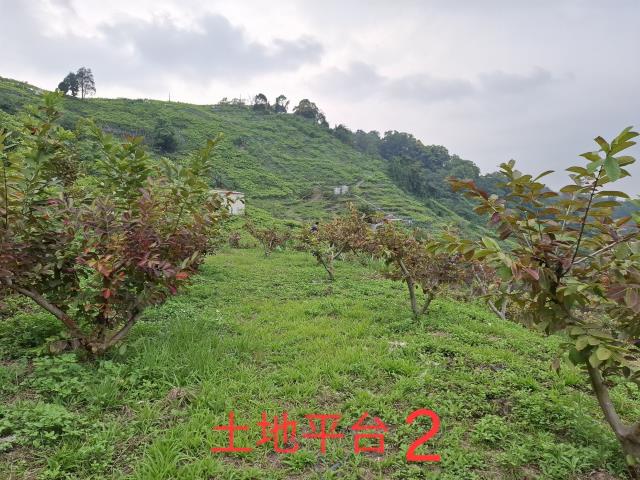 東勢農地-4