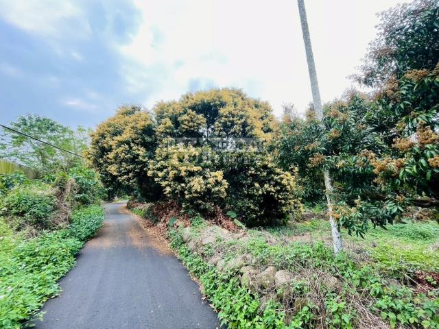 竹崎農地-11