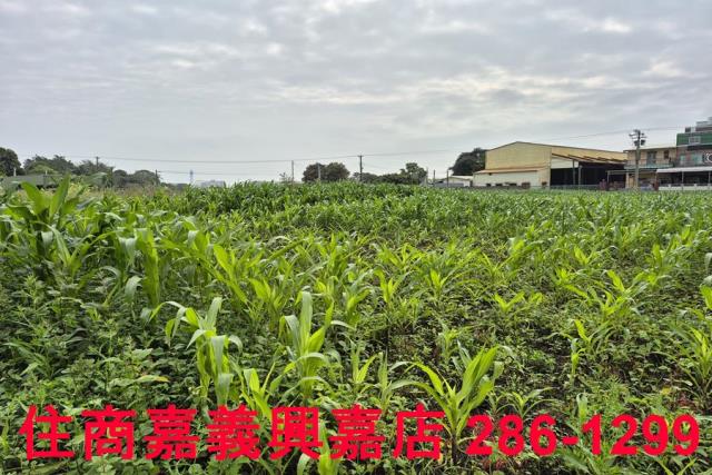 水上農地-5