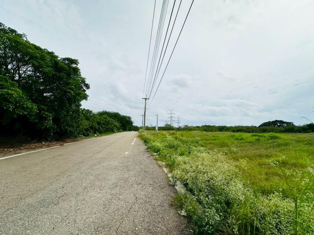 龍井保護地-1