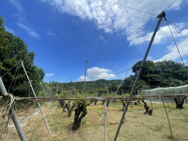 高雄燕巢農地-10