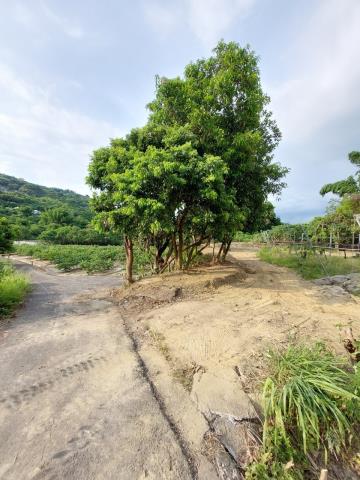高雄燕巢農地-2