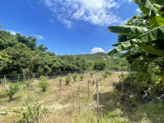 高雄燕巢農地-5