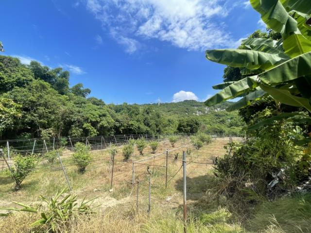 高雄燕巢農地-6