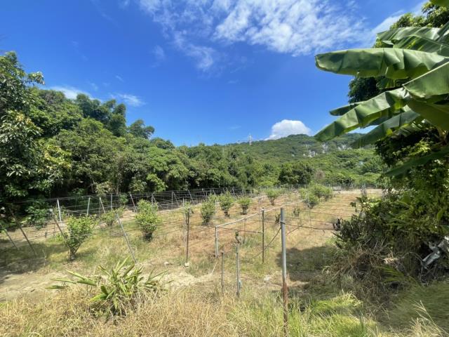 高雄燕巢農地-7