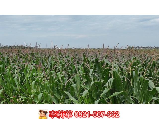 台南農地-11