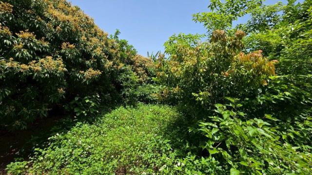 台中神岡農地-4