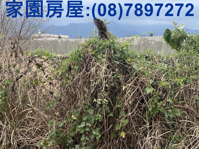 屏東新埤農地-8