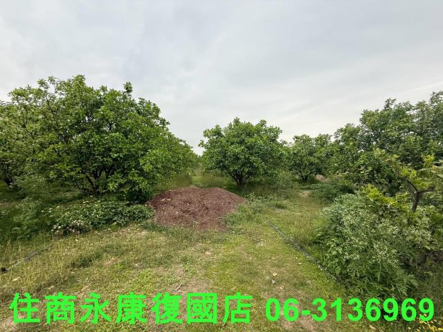 麻豆農地-4