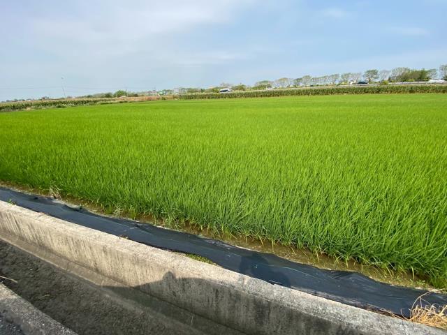 台南新營農地-7