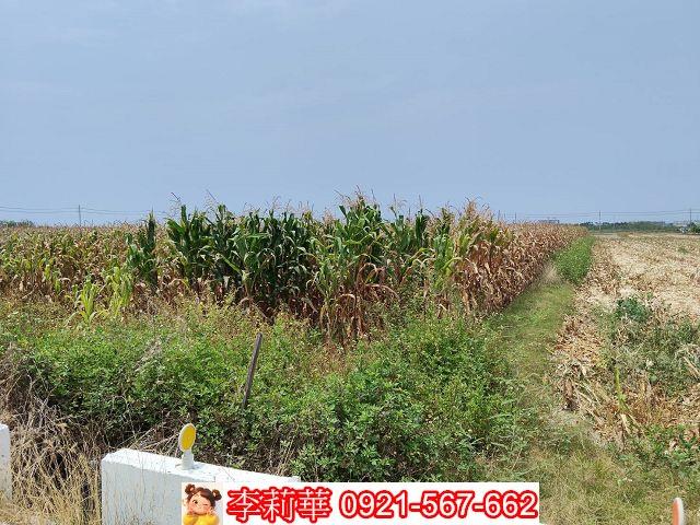 台南佳里農地-5