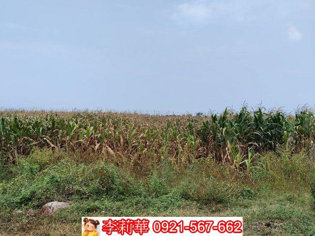 台南佳里農地-6
