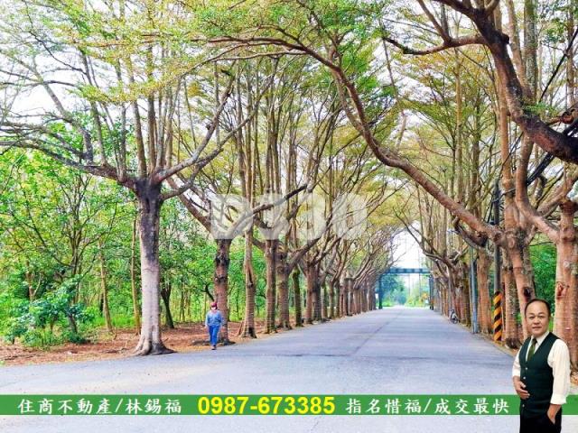 歸仁農地-14
