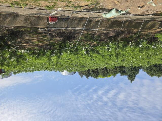 東勢農地-1