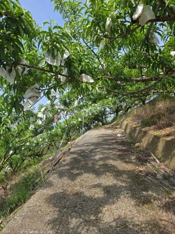 東勢農地-4