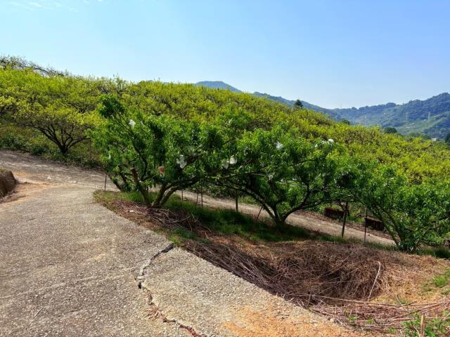 東勢農地-9