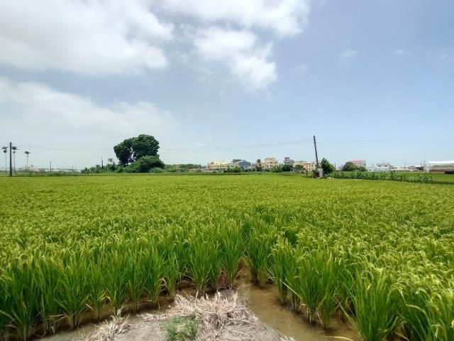彰化溪湖農地-12
