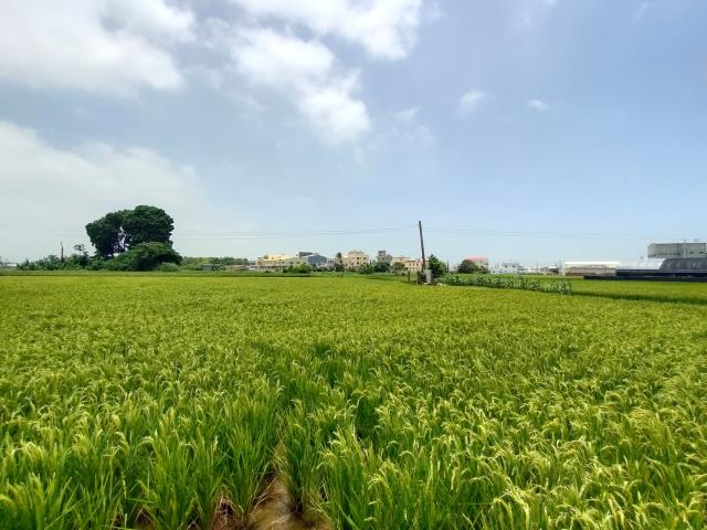 彰化溪湖農地-9