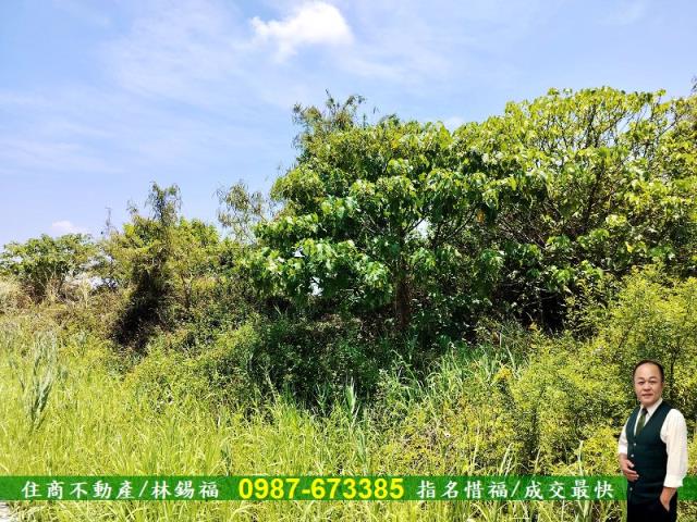 安南農地-5