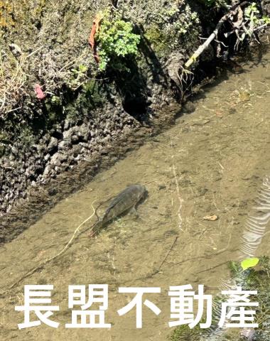 石岡農地-10