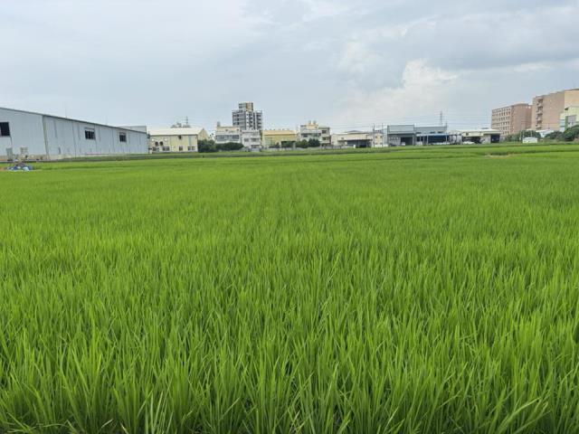大雅農地-3